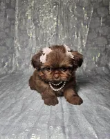 Raven, a female Shih Tzu for sale in Belleview, FL – Photo 2 of 10