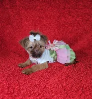 Raven, a female Shih Tzu for sale in Belleview, FL – Photo 6 of 10