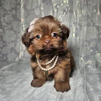 Raven, a female Shih Tzu for sale in Belleview, FL – Photo 6 of 10