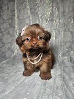 Raven, a female Shih Tzu for sale in Belleview, FL – Photo 6 of 10