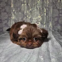 Raven, a female Shih Tzu for sale in Belleview, FL – Photo 4 of 10