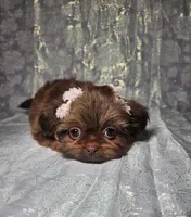 Raven, a female Shih Tzu for sale in Belleview, FL – Photo 4 of 10