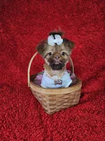 Raven, a female Shih Tzu for sale in Belleview, FL – Photo 4 of 10