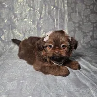 Raven, a female Shih Tzu for sale in Belleview, FL – Photo 8 of 10