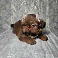 Raven, a female Shih Tzu for sale in Belleview, FL – Photo 5 of 10