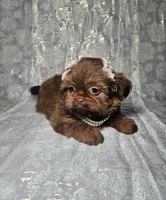 Raven, a female Shih Tzu for sale in Belleview, FL – Photo 5 of 10