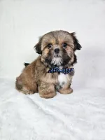 Polo, a male Shih Tzu for sale in Belleview, FL – 8 of 10
