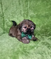 Samuel , a male Shih Tzu for sale in Belleview, FL – 7 of 10