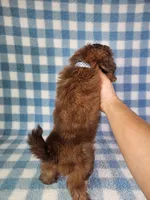 Hercules , a male Shih Tzu for sale in Belleview, FL – 7 of 10