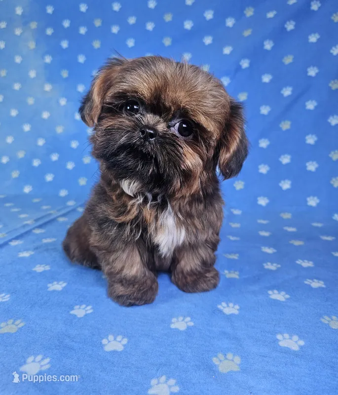 Nugget  – Shih Tzu puppy for sale in Belleview, FL