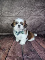 Lewis , a male Shih Tzu for sale in Belleview, FL – 6 of 10