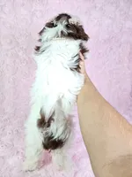 Laura, a female Shih Tzu for sale in Belleview, FL – 7 of 10
