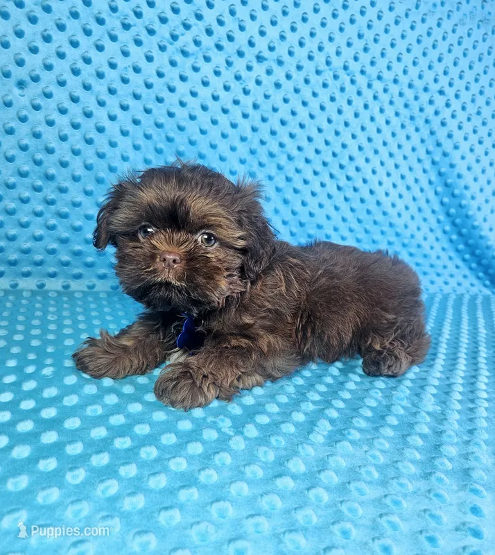 Hershey  – Shih Tzu puppy for sale in Belleview, FL