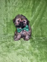 Samuel , a male Shih Tzu for sale in Belleview, FL – 10 of 10