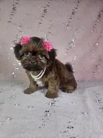 Yara, a female Shih Tzu for sale in Belleview, FL – 6 of 10