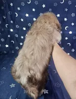 Gus, a male Shih Tzu for sale in Belleview, FL – 7 of 10