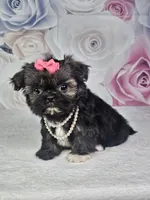 Ash, a female Shih Tzu for sale in Belleview, FL – 10 of 10