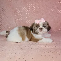 Aitana, a female Shih Tzu for sale in Belleview, FL – 3 of 10