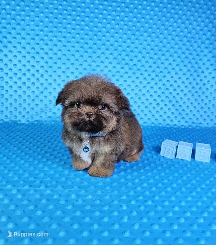 Justin  – Shih Tzu puppy for sale in Belleview, FL
