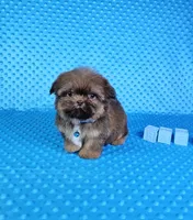 Justin , a male Shih Tzu for sale in Belleview, FL – 1 of 10