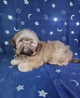 Gus, a male Shih Tzu for sale in Belleview, FL – 9 of 10
