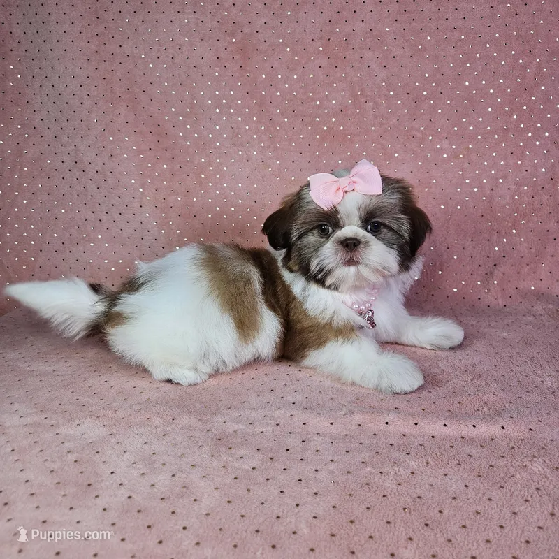 Aitana – Shih Tzu puppy for sale in Belleview, FL