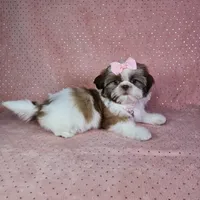 Aitana, a female Shih Tzu for sale in Belleview, FL – 1 of 10