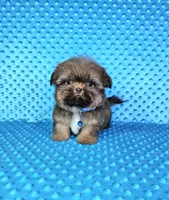 Justin , a male Shih Tzu for sale in Belleview, FL – 7 of 10