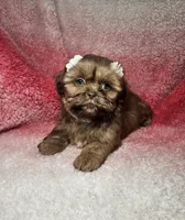 May, a female Shih Tzu for sale in Belleview, FL – 10 of 10