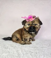 Laika, a female Shih Tzu for sale in Belleview, FL – 2 of 10