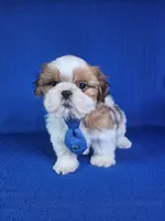 Noah , a male Shih Tzu for sale in Belleview, FL – 8 of 10