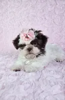 Laura, a female Shih Tzu for sale in Belleview, FL – 4 of 10