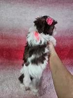 Analia, a female Shih Tzu for sale in Belleview, FL – 10 of 10