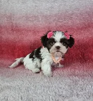 Analia, a female Shih Tzu for sale in Belleview, FL – 9 of 10