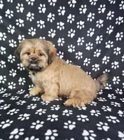 Samuel , a male Shih Tzu for sale in Belleview, FL – 3 of 10
