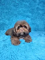 Hercules , a male Shih Tzu for sale in Belleview, FL – 6 of 10