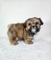 Polo, a male Shih Tzu for sale in Belleview, FL – 10 of 10