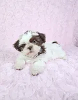 Laura, a female Shih Tzu for sale in Belleview, FL – 2 of 10