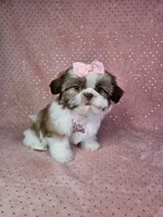 Aitana, a female Shih Tzu for sale in Belleview, FL – 4 of 10