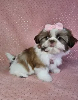 Aitana, a female Shih Tzu for sale in Belleview, FL – 2 of 10