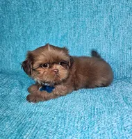 Harley , a male Shih Tzu for sale in Belleview, FL – 7 of 10