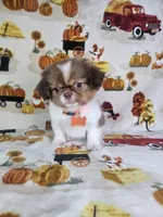 Coco (Prapso) , a male Shih Tzu for sale in Belleview, FL – 5 of 10