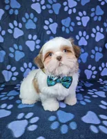 Bentley , a male Shih Tzu for sale in Belleview, FL – 4 of 10
