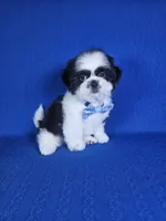 Luis , a male Shih Tzu for sale in Belleview, FL – 6 of 10