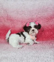 Analia, a female Shih Tzu for sale in Belleview, FL – 2 of 10