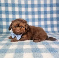 Hercules , a male Shih Tzu for sale in Belleview, FL – 10 of 10