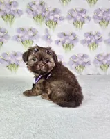 Chanel , a female Shih Tzu for sale in Belleview, FL – 4 of 10
