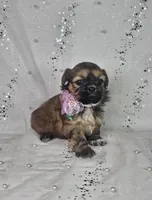 Lina, a female Shih Tzu for sale in Belleview, FL – Photo 2 of 10