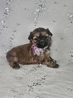 Lina, a female Shih Tzu for sale in Belleview, FL – Photo 5 of 10