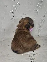 Lina, a female Shih Tzu for sale in Belleview, FL – Photo 8 of 10